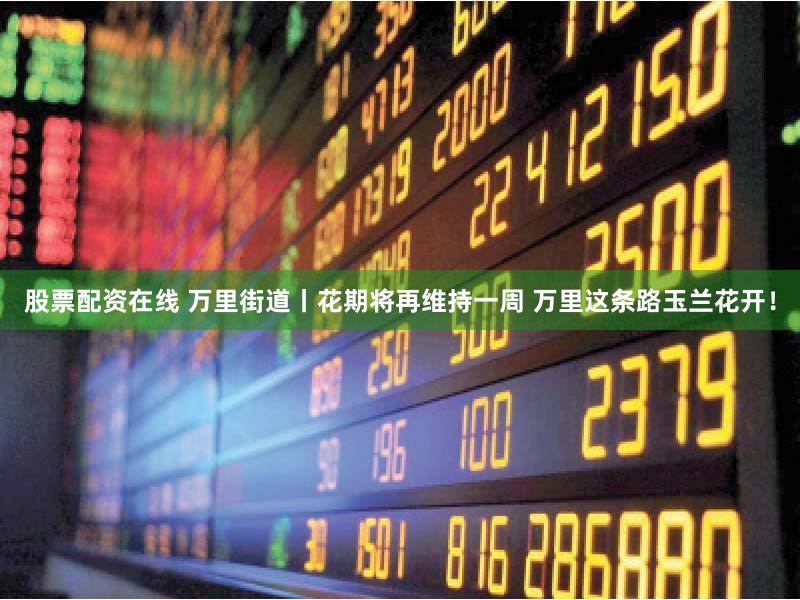 股票配资在线 万里街道丨花期将再维持一周 万里这条路玉兰花开！